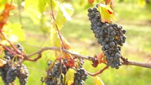 grapes on the vine in a vineyard 