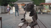 Stray Turkish Street Black Anatolian Shepherd Dog sitting on the bench in Istanbul