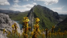 Yellow flowers in the mountains with scenic fluffy clouds in the background