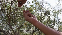 Hand picks olives from the branch