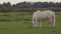 White Welara Pony Feeding Grass On The Lush Green Fields In Summer. 