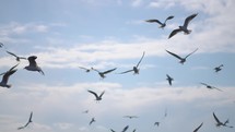 Beautiful Seagulls flying in the sky. Seagulls birds flying on beach sea.
