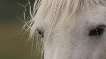 Close up of  Welara Pony With Long White Mane.