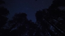 Time lapse of stars moving above towering pine trees
