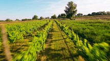 Green Vineyard landscape arial view 