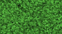 Animated green cartoon clovers growing