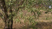 Olive tree for oil production