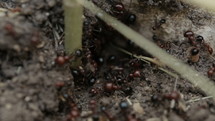 Macro shot of ants working around the nest, collecting food
