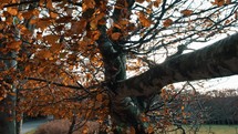 Trunk Of A Tree In Aspromonte Calabria In Autumn