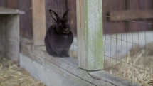 rabbits in a barn 