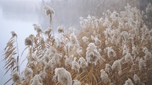 Pampas grass by the foggy lake
