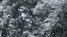 Slow motion of heavy snowfall in a forest in northern Israel