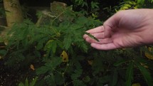 touching a quaking mimosa tree 