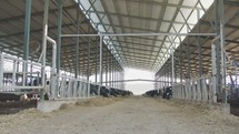 Dairy cows eating hay in a large stable on a dairy farm