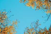 yellow leaves and blue sky 