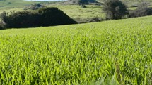 Panning shot of a green cornfield.