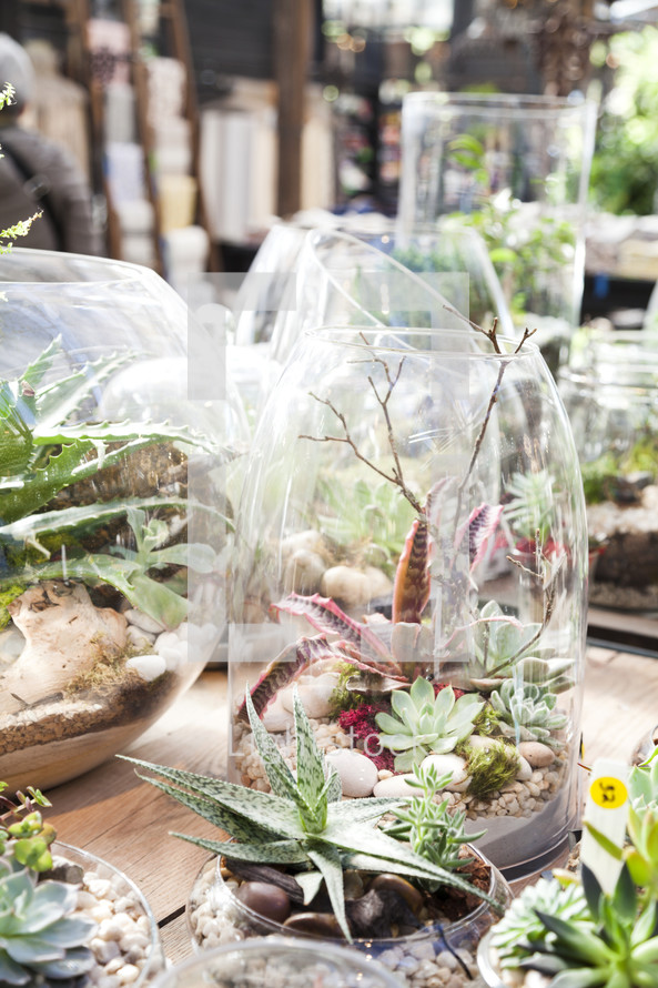potted plants in terrariums 