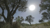 Tracking shot of the sun behind old olive trees surrounded by green meadow