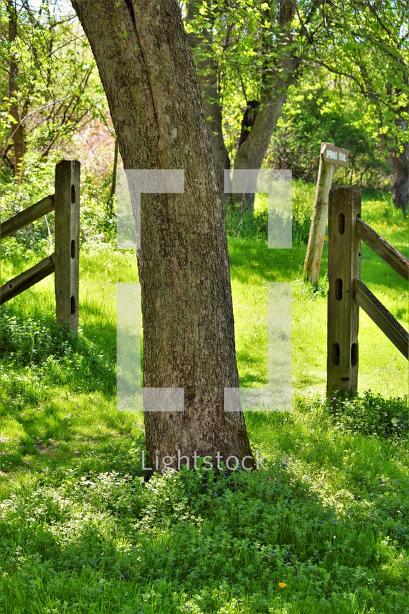 tree and fence in summer grass 