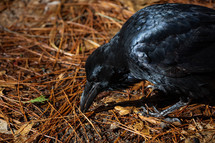 Crow eating from ground