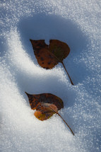 Autumn leaves making indention in the snow