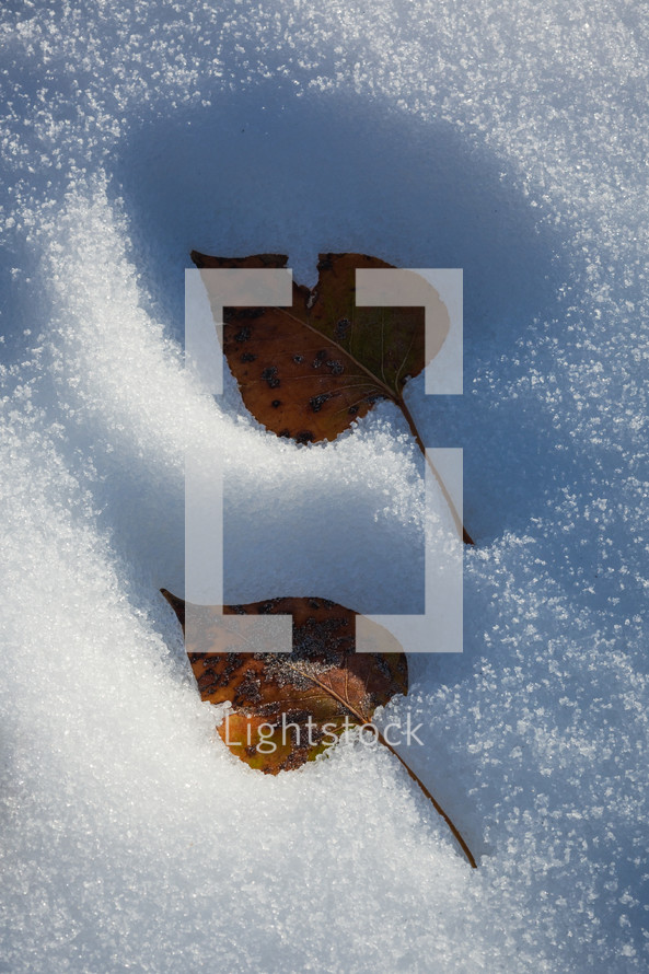 Autumn leaves making indention in the snow