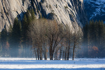 Small bunch of winter trees in the snow in Yosemite