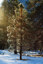 Sunlight on tree in the snow