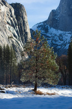 Tree and snow in Yosemite mountains