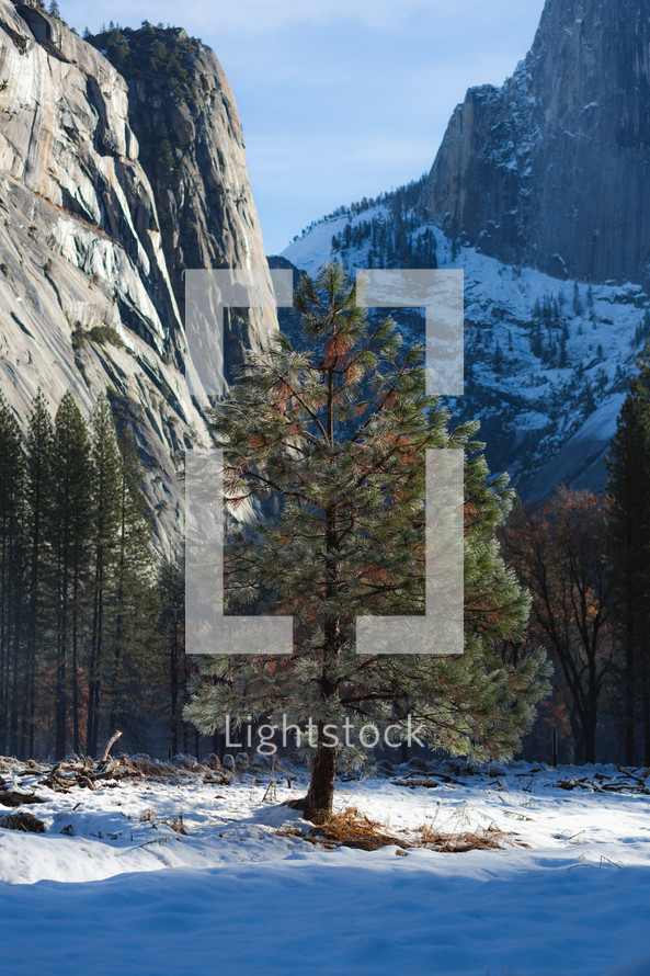 Tree and snow in Yosemite mountains
