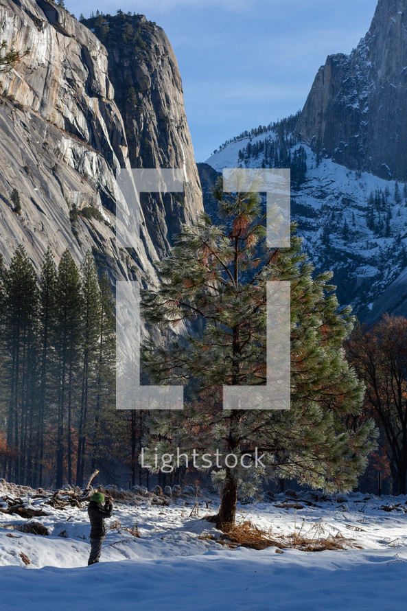 Person taking pictures of tree in snowy mountains in Yosemite