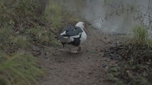 duck walking into a pond 