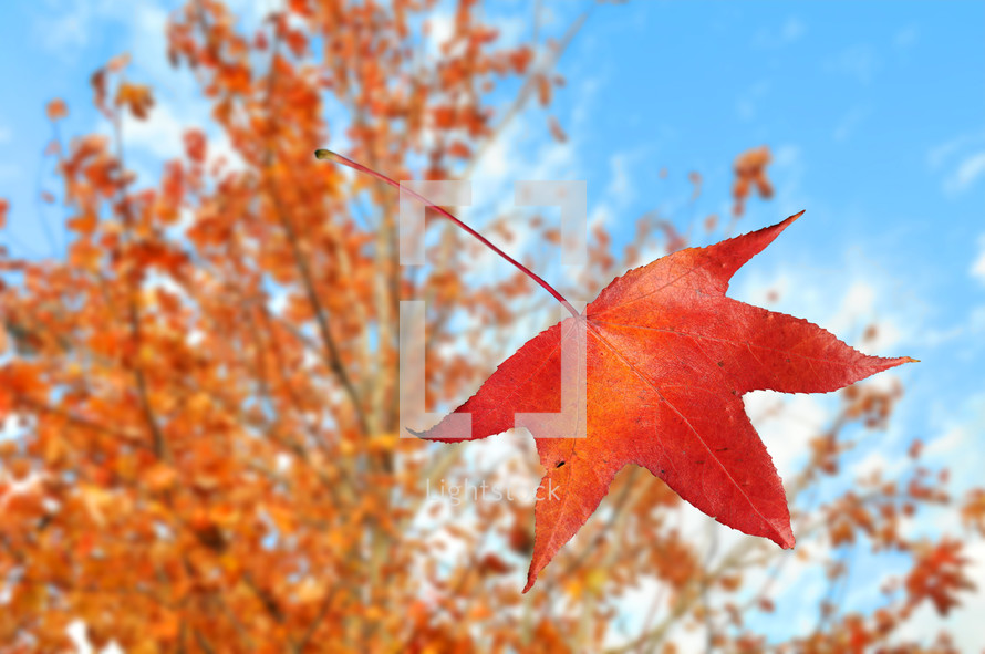 red maple leaf 