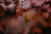 fall leaves in the rain