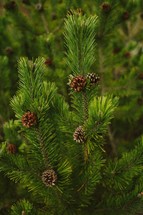 pine and pine cones 