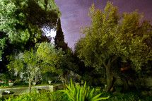 Garden of gethsemane, Israel