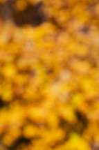 bokeh golden fall leaves 