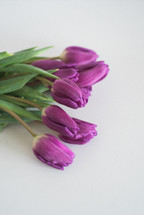 Purple tulips laying on a white surface.