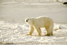 polar bear in snow