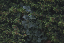 green ivy background 