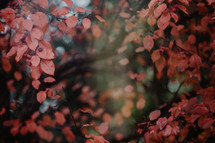 fall leaves form border around blurred background