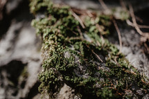 dark moss on rock in forest