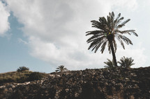 Palm trees in Tel Megiddo.