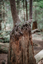 new growth on old stump - called a nursery tree