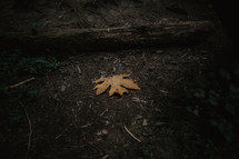 one lonely autumn leaf on forest floor