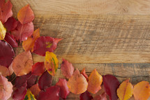 fall leaves on a wood background 