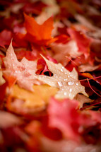wet autumn leaves 