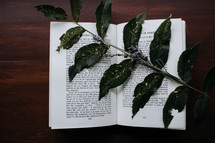 green leaves on the pages of a book 