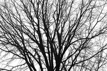 bare tree branches 