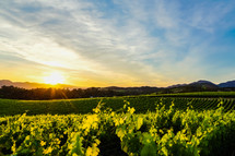 sunlight over a vineyard 